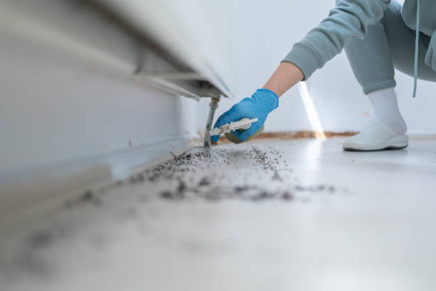 Best Rat Extermination Near Me  in South Duxbury, MA